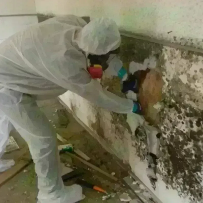 Mold Remediation and Removal in Polk County, AR